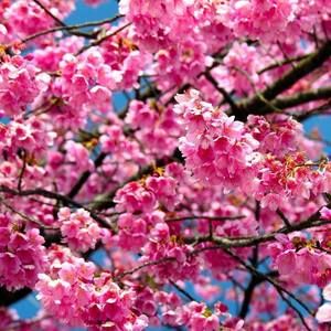 Meet your Posher, Fatmata